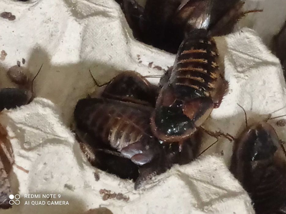 Karaczan Argentyński(B.Dubia)