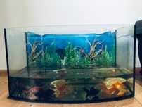 Akwarium 45L / kompletny zestaw startowy