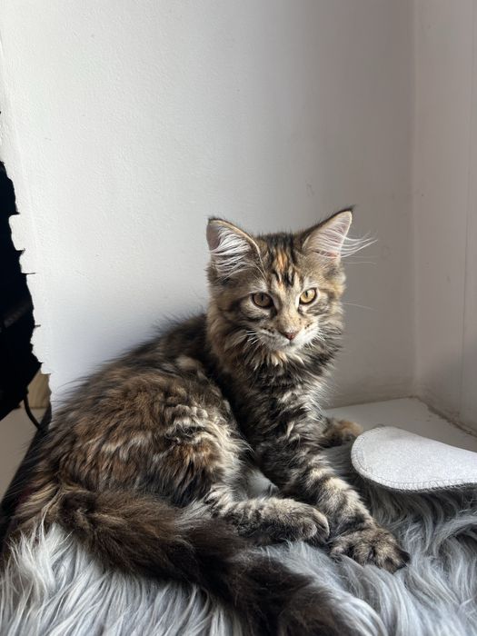 Kotka Maine Coon “GIGI” f22 FPL/FIFE – klasyczny czarny szylkret
