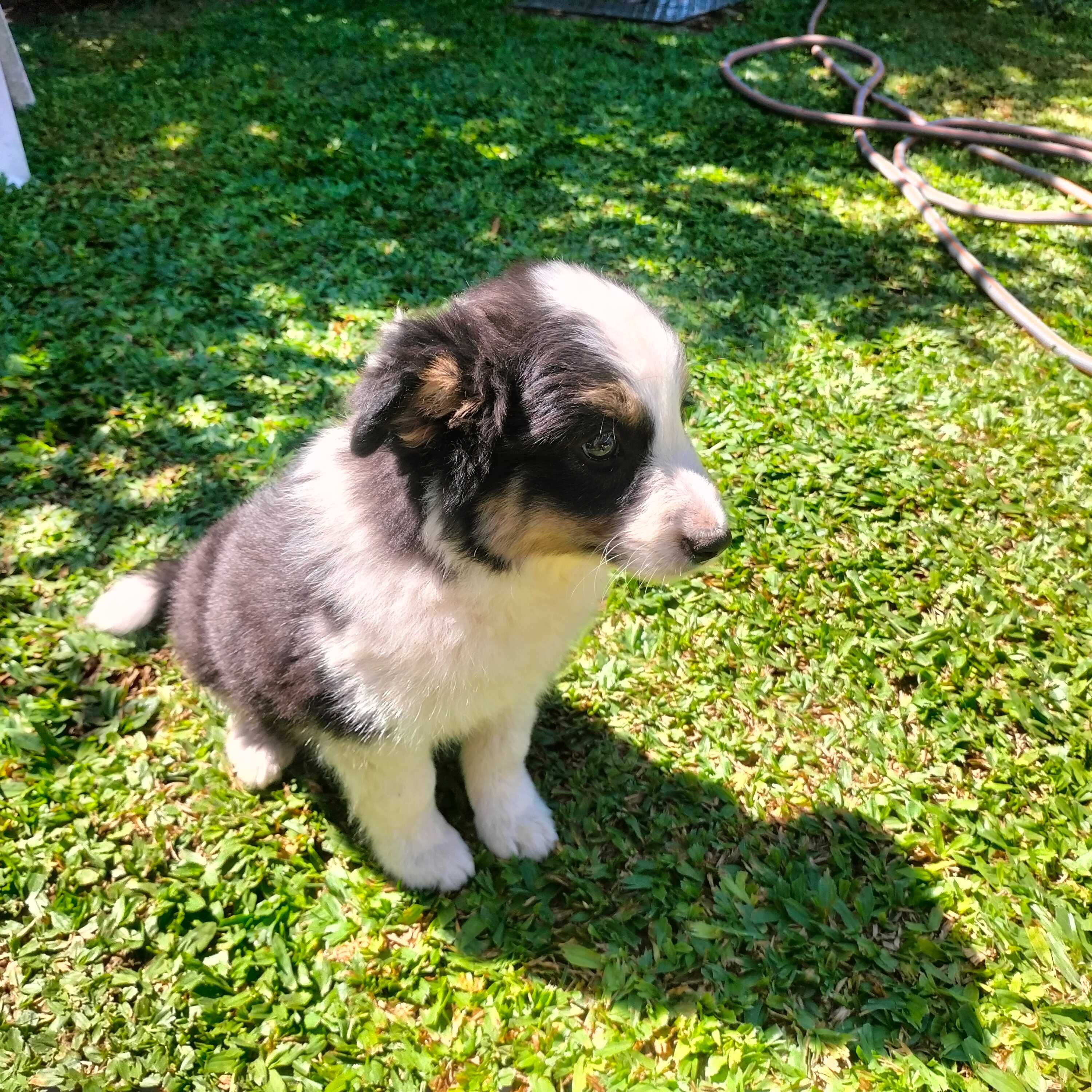 Border collie femea