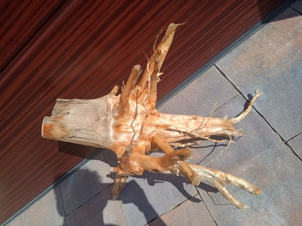 Bardzo ładny, gruby korzeń/karpa do akwarium
