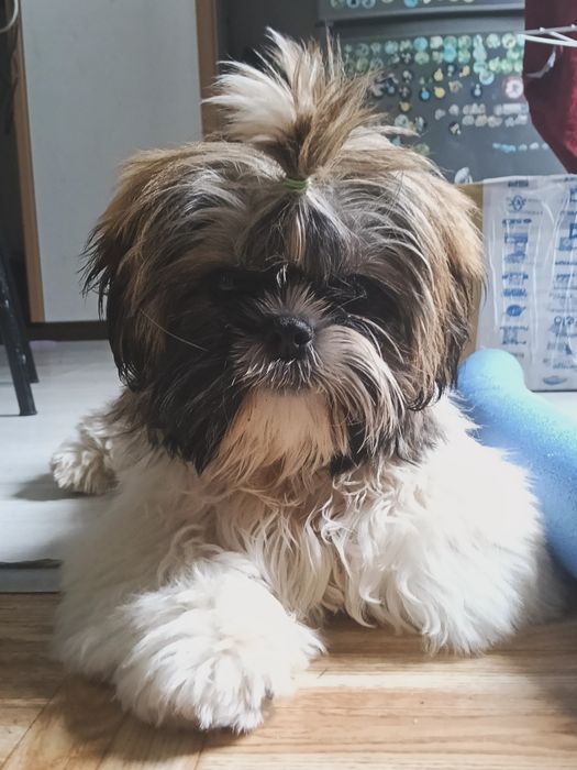 Shih tzu suczka - płatna adopcja