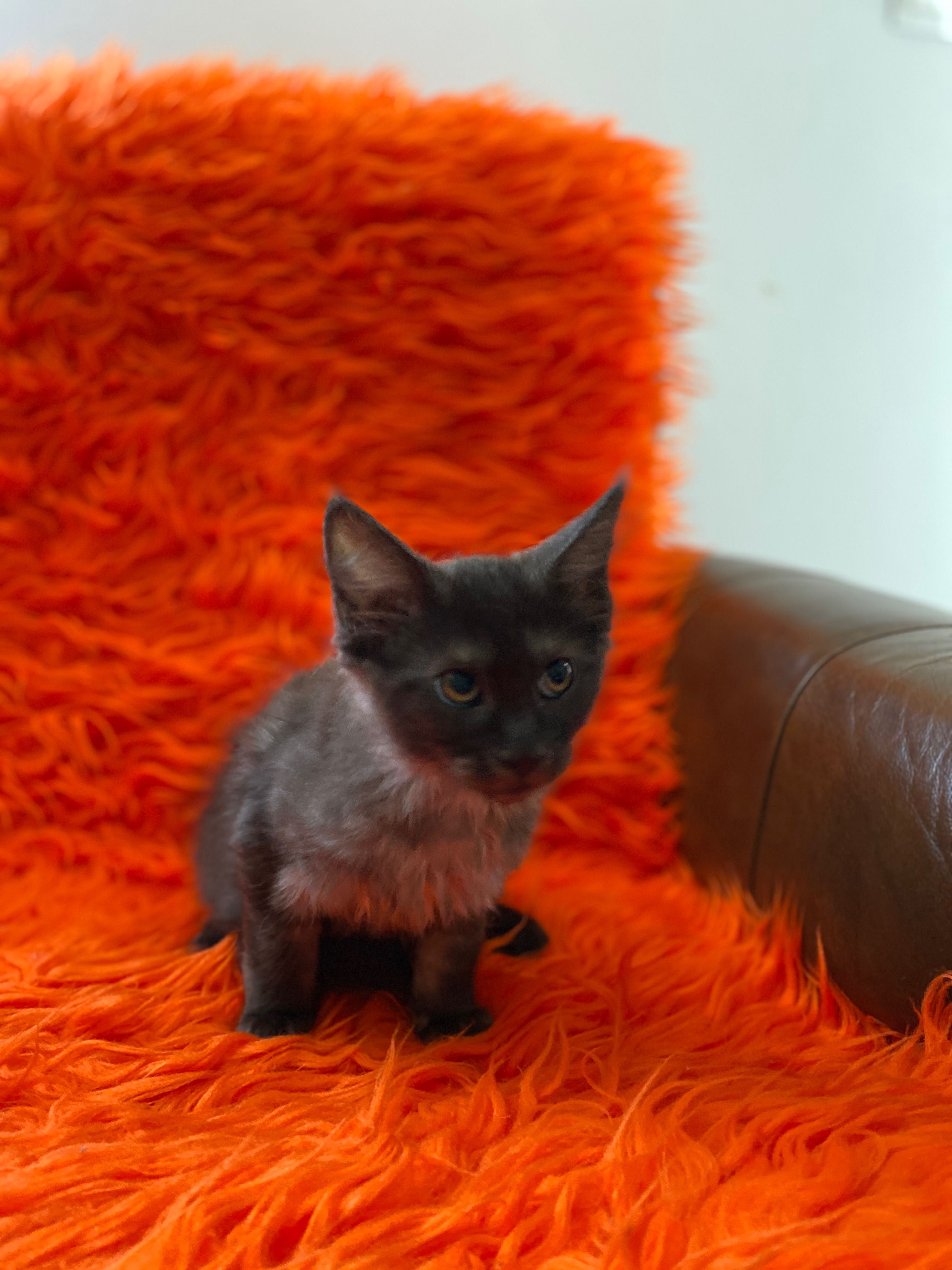 Sprzedam maine coon okazja