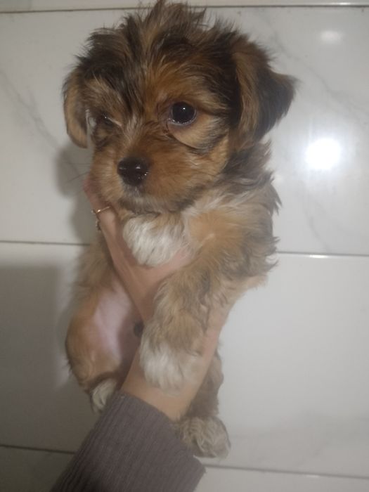 Продам Стандарт,Йорк.