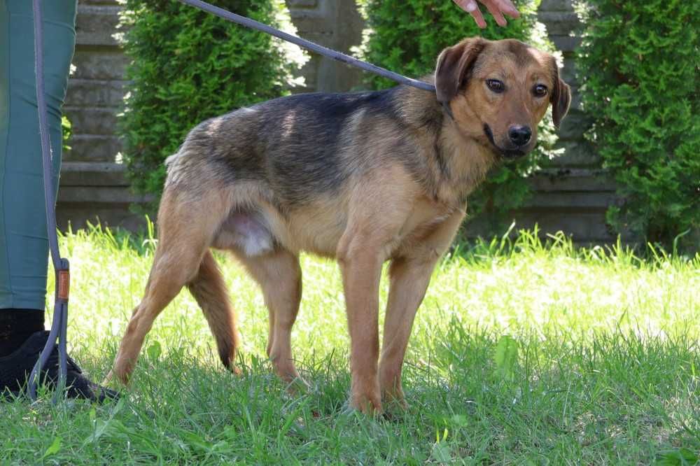 Pilne!!Fredi ok.1,5 r. bardzo spragniony opiekuna do adopcji Bełchatów