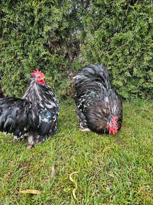 Para karzełek kochin miniaturowy