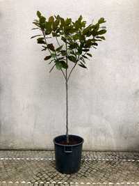Magnólia Grandiflora 2,5mts