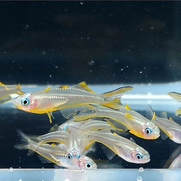 Modrook SŁONECZNY, rybki akwariowe