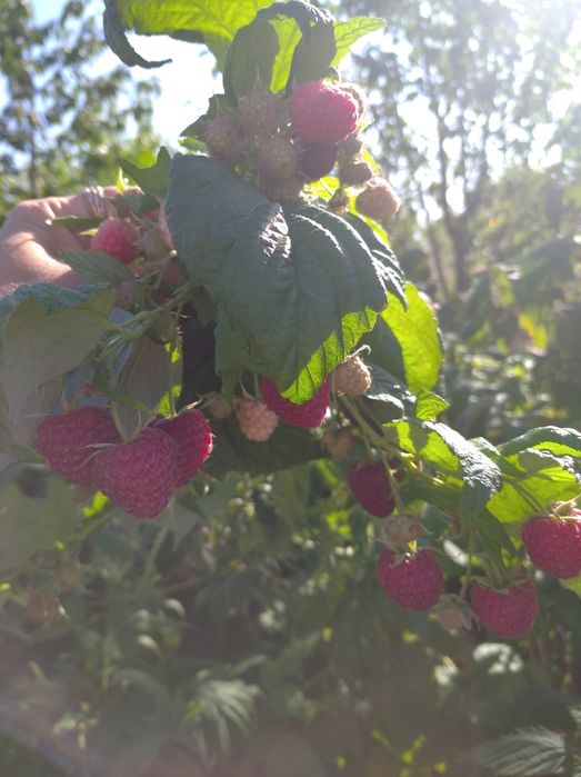 Продам саженцы малины ремонтантной