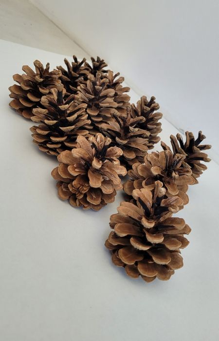 SZYSZKI 12 sztuk, ok. 6cm do stroików i dekoracji