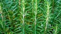 Alecrim  Rosemary biológico