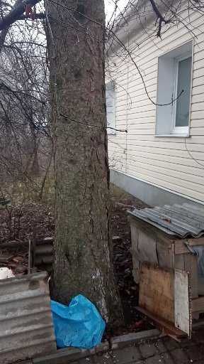 ялинка на спил висотою 10м