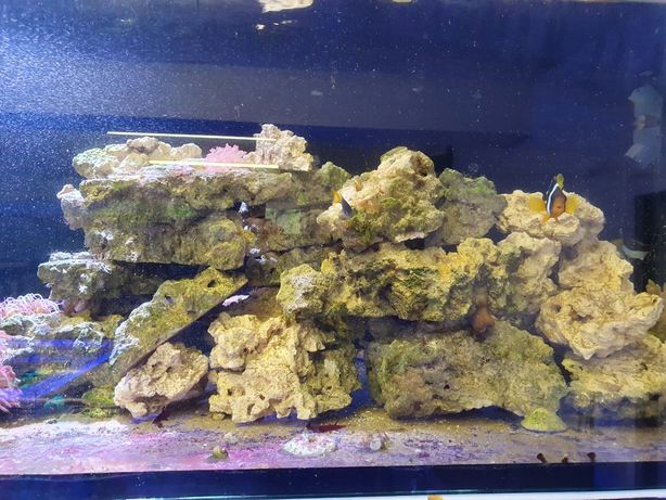 Żywa Skała Marco rocks akwarium morskie