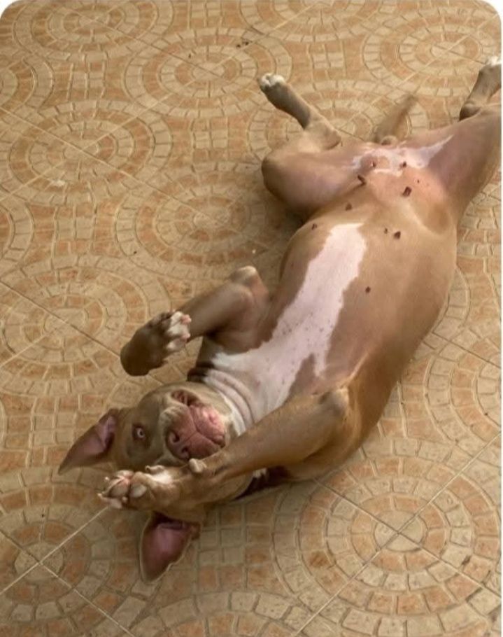 American Staffordshire fêmea