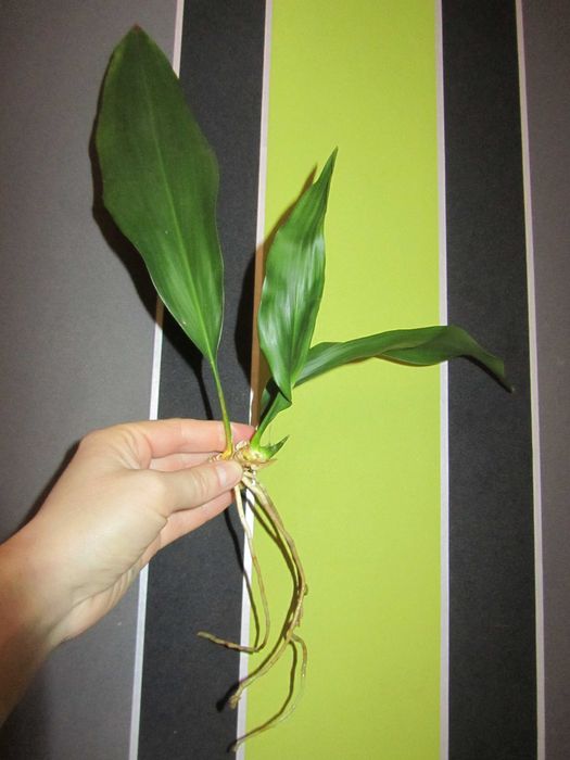 Вазон Аспідістра (Аспидистра), азійська конвалія