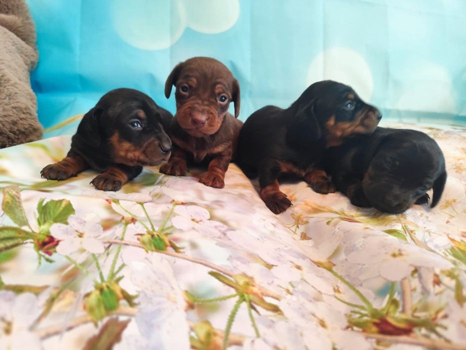 Jamnik miniaturowy krótkowłosy