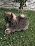 Piesek Szpic Miniaturowy-Pomeranian