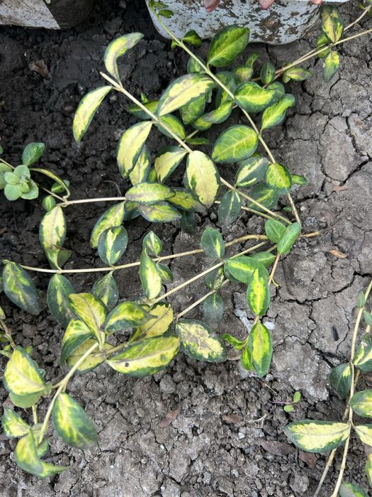 Барвинок вариегатный и атропурпурея