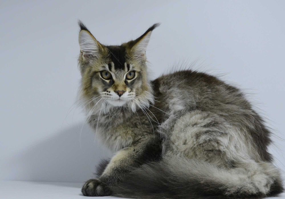 Мейн кун . Мальчик Макс 4 мес.