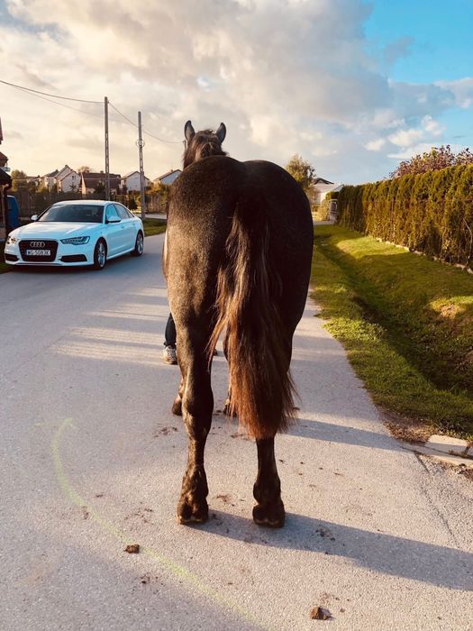 Siwy Percheron 2024