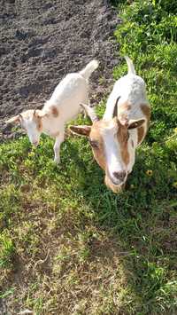 Vendo cabras mãe e dois filhos