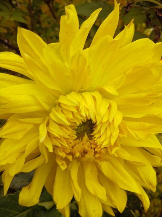 Продам жоржини (георгіни)