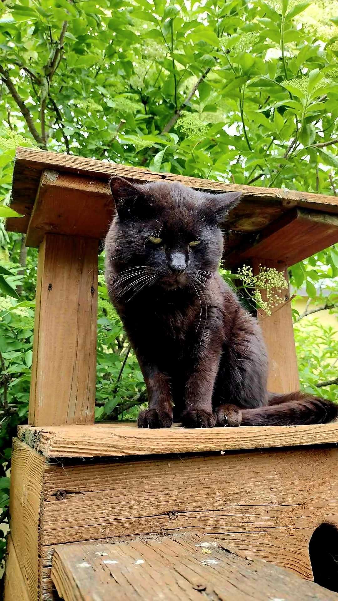 Fonte i Donte- piękne kocurki potrzebują domów. Adopcja, kot