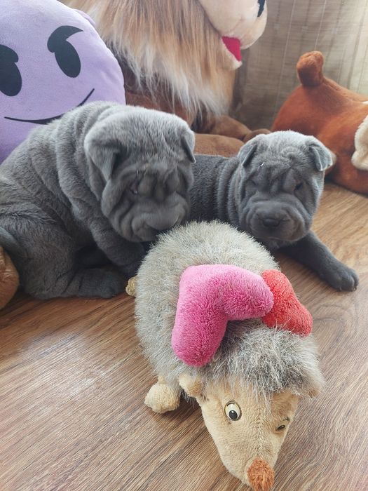 Девочки шарпея голубого окраса.