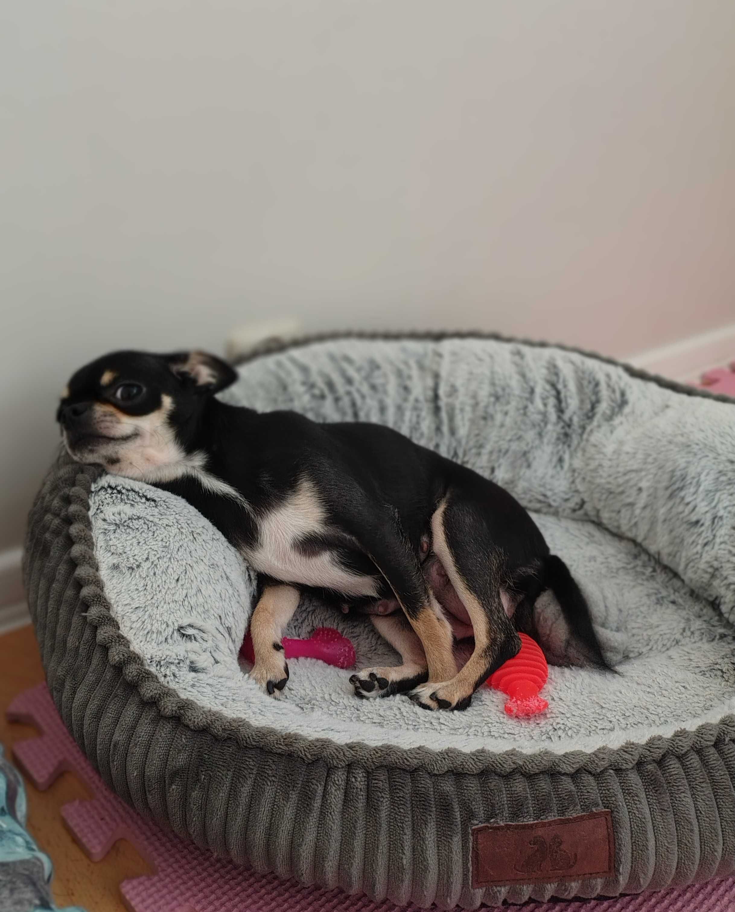 Sliczna sunia chihuahua czarna ze znaczeniami