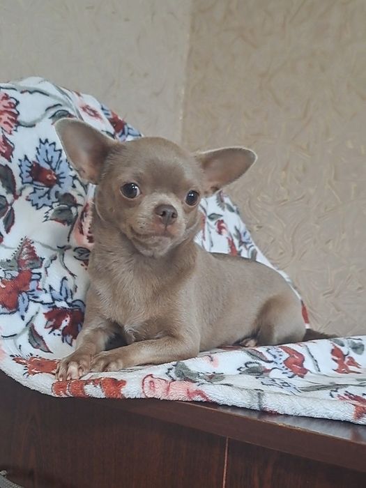 Лиловая девочка чихуахуа