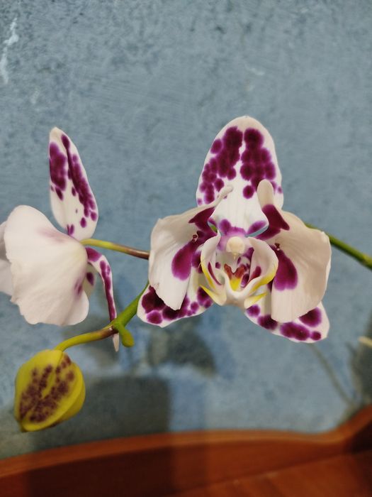 Орхідея пелор Маракеш