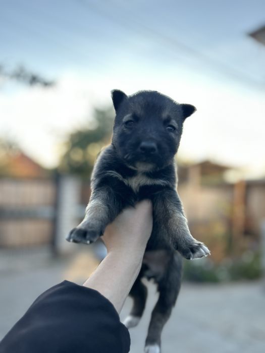Щенята , мальчики , 1 месяц