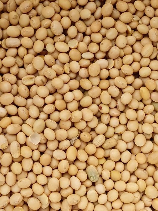 Soja, nasiona soi Abaca