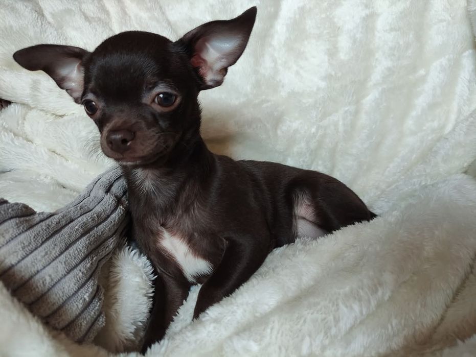 Śliczny piesek Chihuahua gorzka czekolada. Rodowód 4 pokolenia