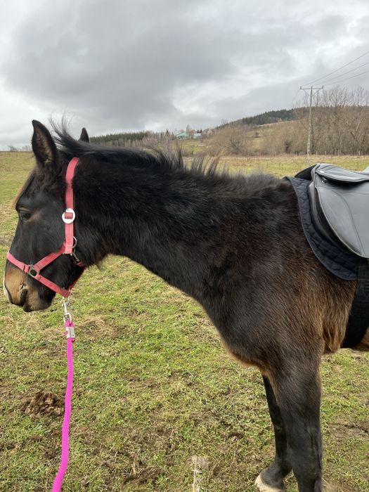 Siodlo wszechtronne 16,5cala