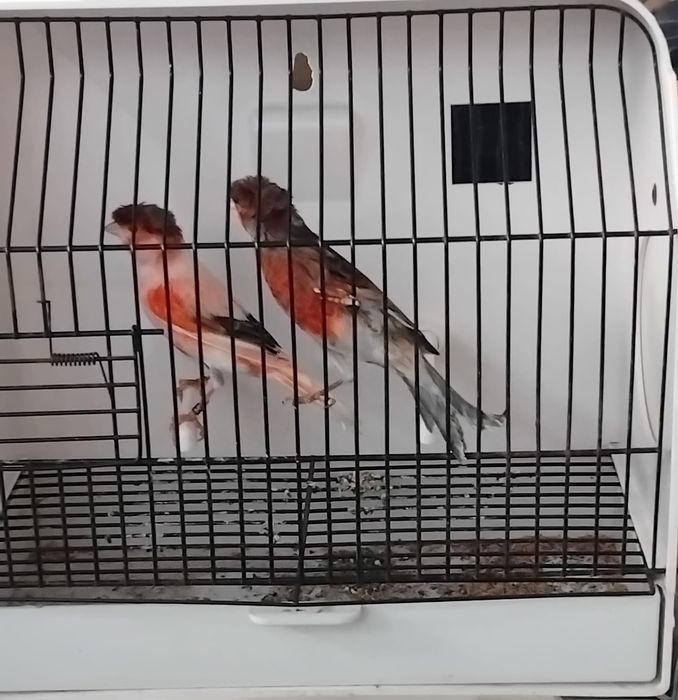 Canários arlequins português