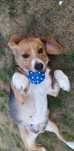 Lady - sunia w typie Beagle czeka na dom