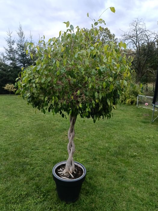 Fikus Benjamin 215cm