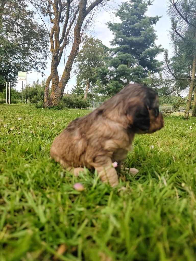 Cockapoo F1 Cocker spaniel angielski Plus pudel miniaturowy