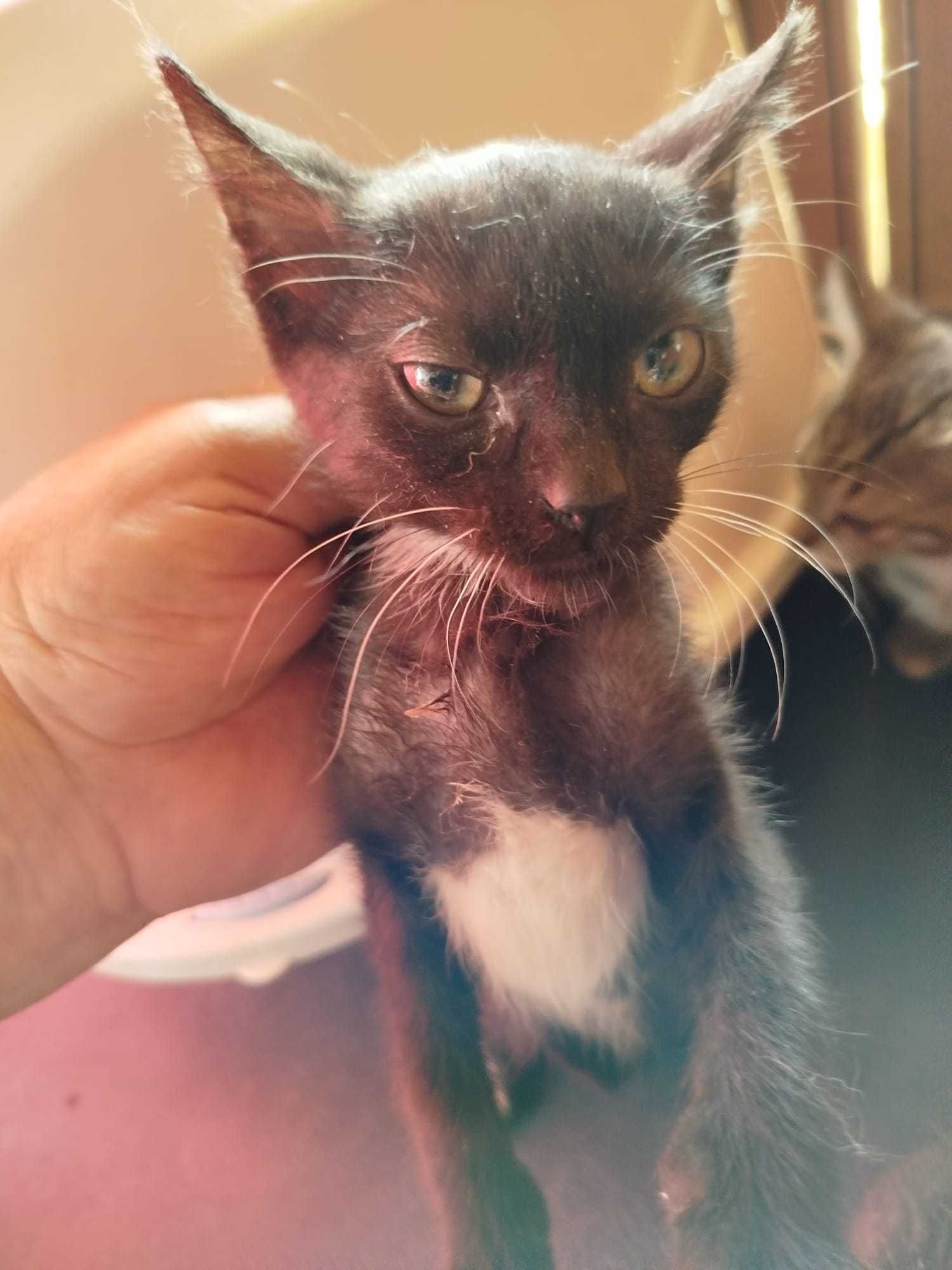 Cacau - Para Adopção Bebés