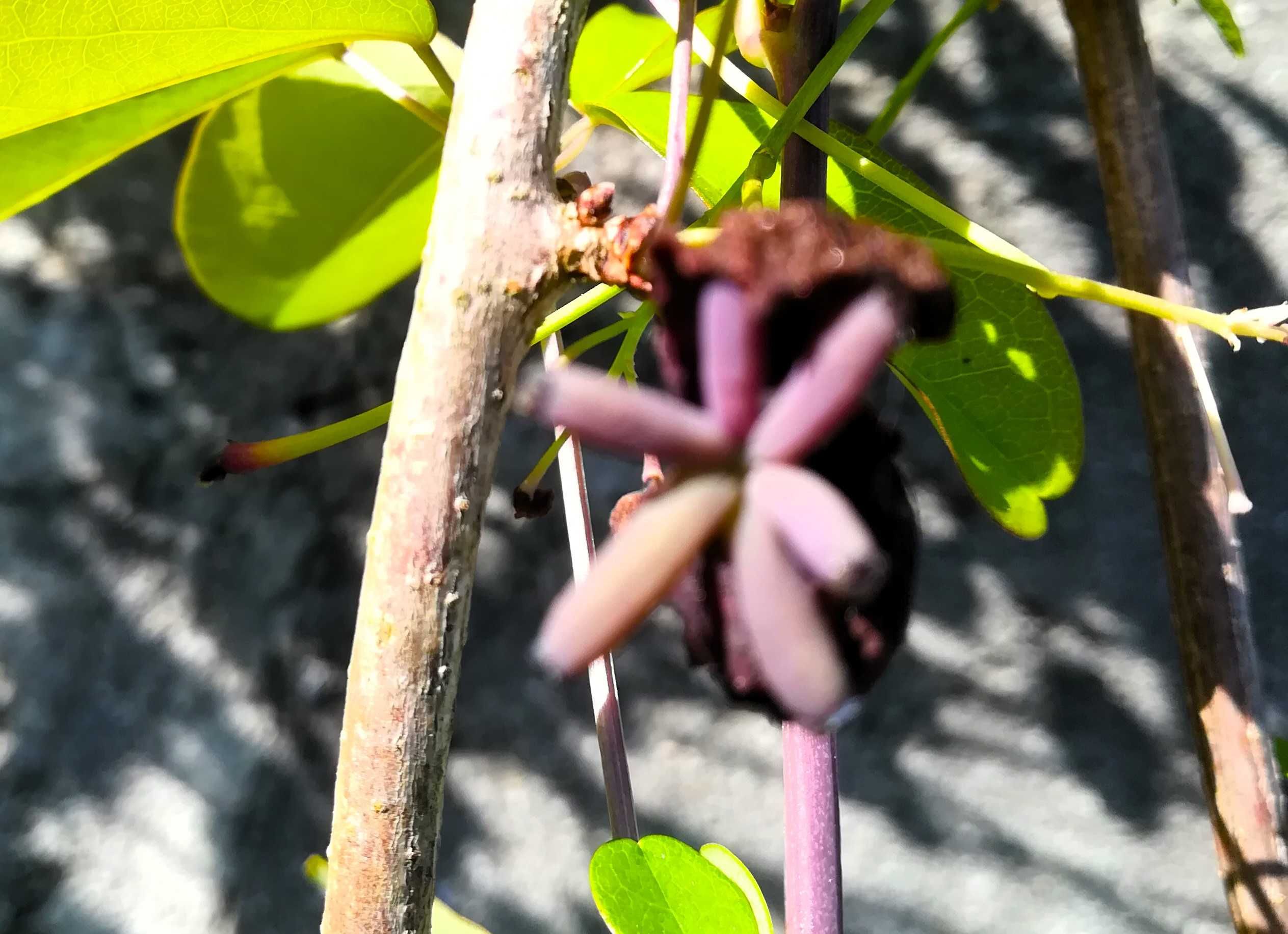 Akebia Quinata - Trepadeira Chocolate