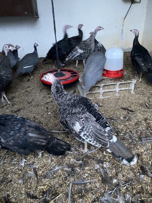 Perus jovens da primavera de 2025