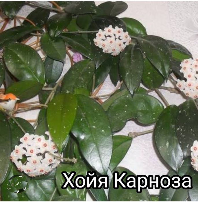 Пеларгонии. Розебудные, Королевские, плющелистные. Хойя. Традесканція.