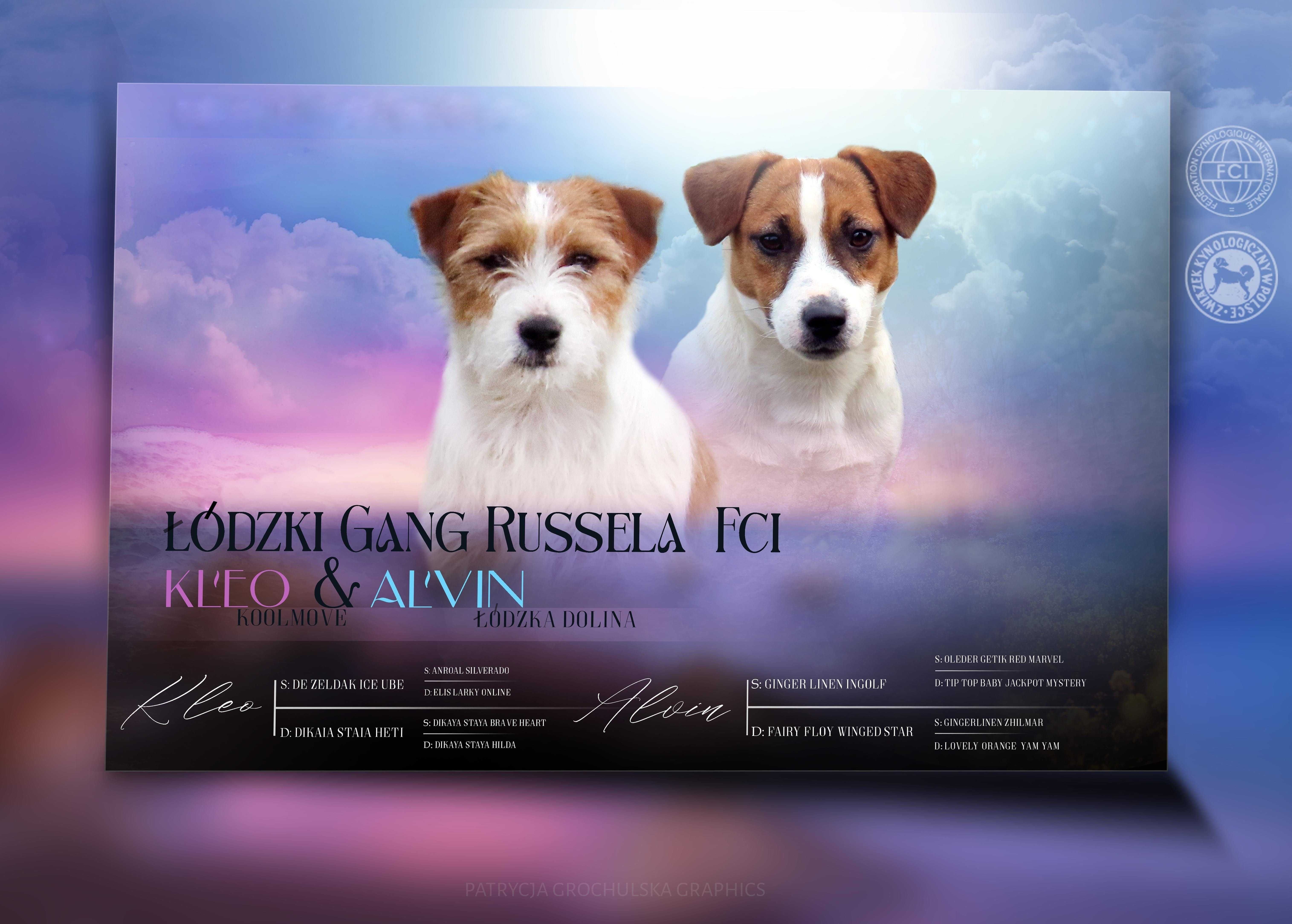 Jack Russell Terrier ZKwP FCI - wystawowa  suczka POLA