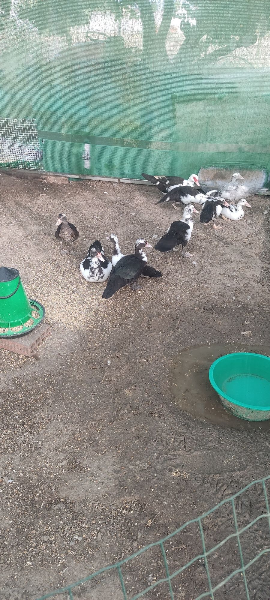 Patos mudos com 3 meses