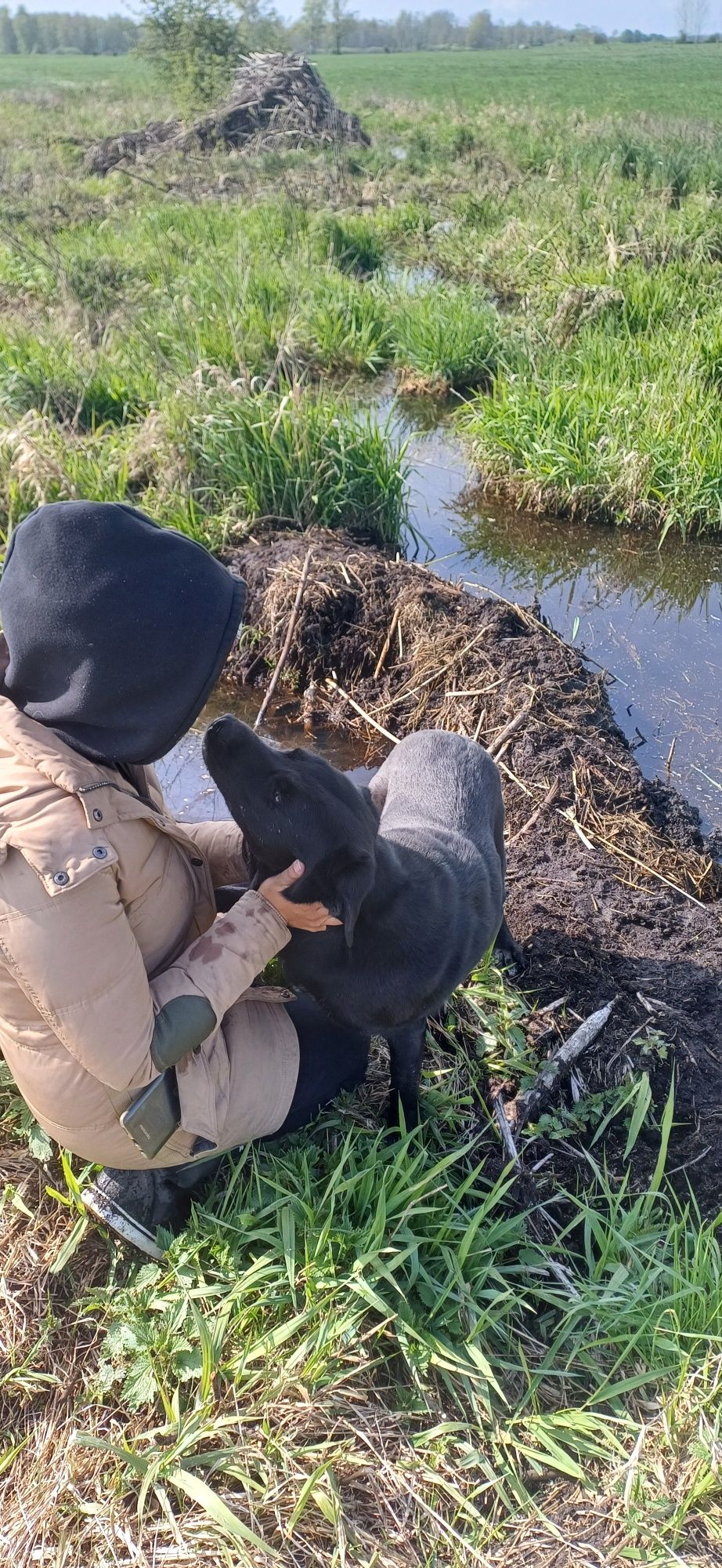 Sana w typie labradora szuka domu