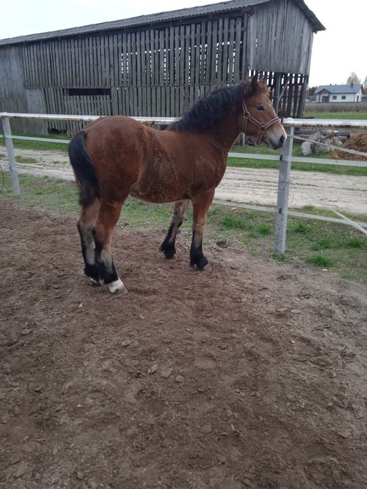 Źrebica zimnokrwista