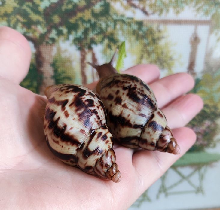 Альборетікулята (альборетіки). Равлики, малюки.