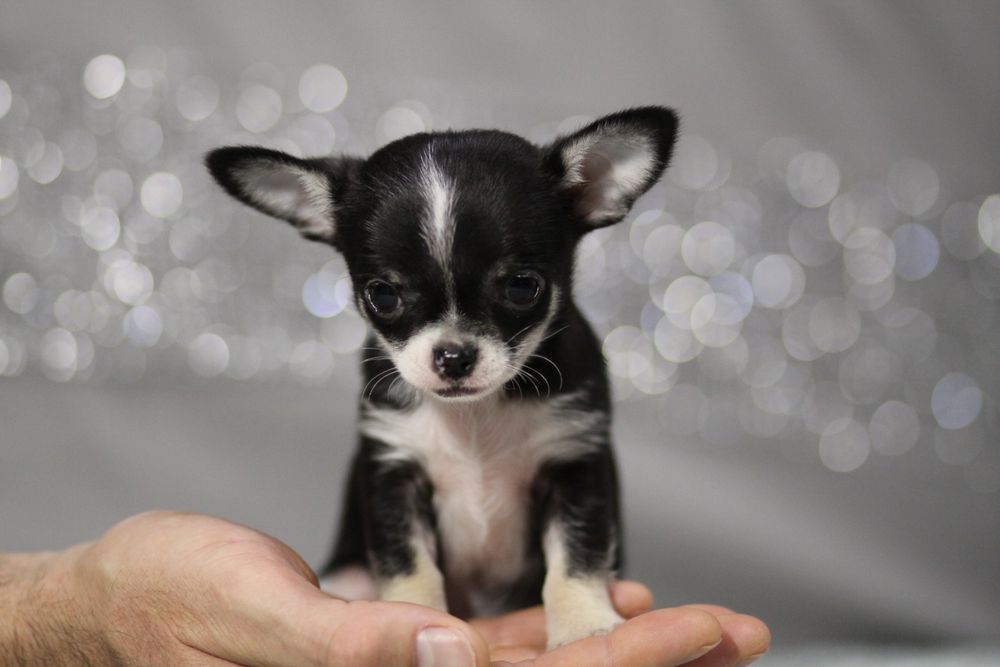 *** Chihuahua MINI***