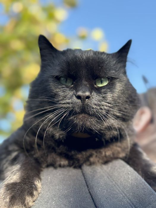 Британский кот приглашает на вязку